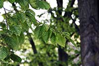 Grab Corylaceae