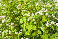 Gryka Polygonaceae