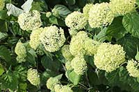 Hortensja Hydrangeaceae