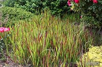 Imperata cylindryczna