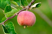 Jabłoń Rosaceae
