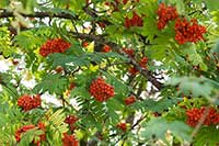 Jarząb Rosaceae