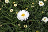 Jastrun Asteraceae