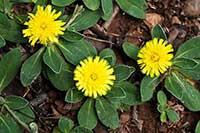 Jastrzębiec Asteraceae