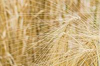 Jęczmień Poaceae