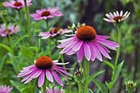 Jeżówka Asteraceae