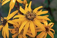 Języczka Asteraceae