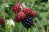 Jeżyna, malina Rosaceae