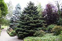 Jodła Pinaceae