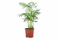 Kencja, howea Forstera