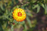 Kocanki Asteraceae