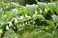 Kokoryczka Liliaceae