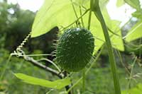 Echinocystis klapowany, kolczurka klapowana