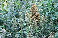 Komosa Chenopodiaceae