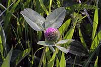 Koniczyna Fabaceae