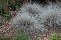 Kostrzewa Poaceae