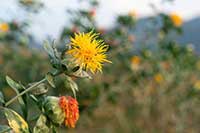 Krokosz Asteraceae