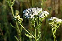 Krwawnik Asteraceae