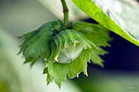 Leszczyna Corylaceae