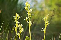 Lipiennik Loesela