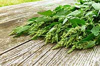 Łoboda Chenopodiaceae