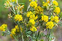Lucerna Fabaceae