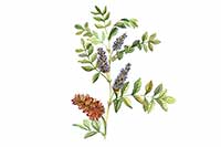 Lukrecja Fabaceae