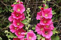 Malwa Malvaceae
