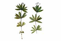 Marzanka Rubiaceae