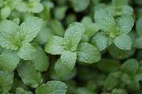 Melisa Lamiaceae