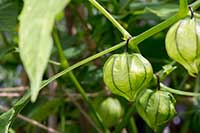 Miechunka pomidorowa