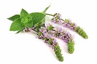 Mięta Lamiaceae