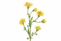 Mlecz Asteraceae