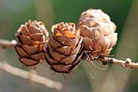 Modrzew Pinaceae