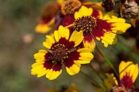 Nachyłek Asteraceae