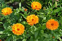 Nagietek Asteraceae