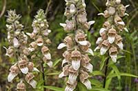 Naparstnica Scrophulariaceae