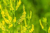 Nostrzyk Fabaceae