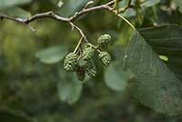 Olsza, olcha Betulaceae