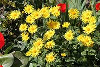 Omieg Asteraceae
