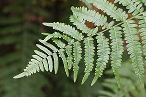 Orlica pospolita