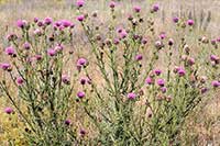 Oset Asteraceae