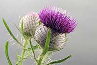 Ostrożeń Asteraceae