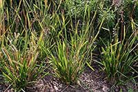 Owsica Poaceae