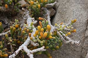 Parolistowate