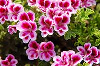 Pelargonia Geraniaceae
