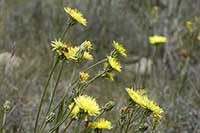Pępawa Asteraceae