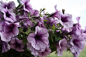 Petunia ogrodowa