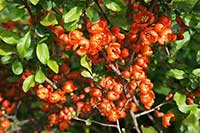 Pigwowiec Rosaceae
