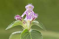 Poziewnik Lamiaceae